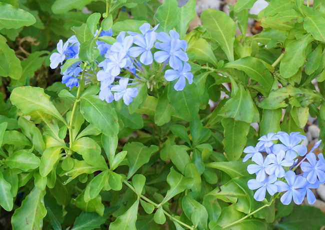 青島花園設(shè)計